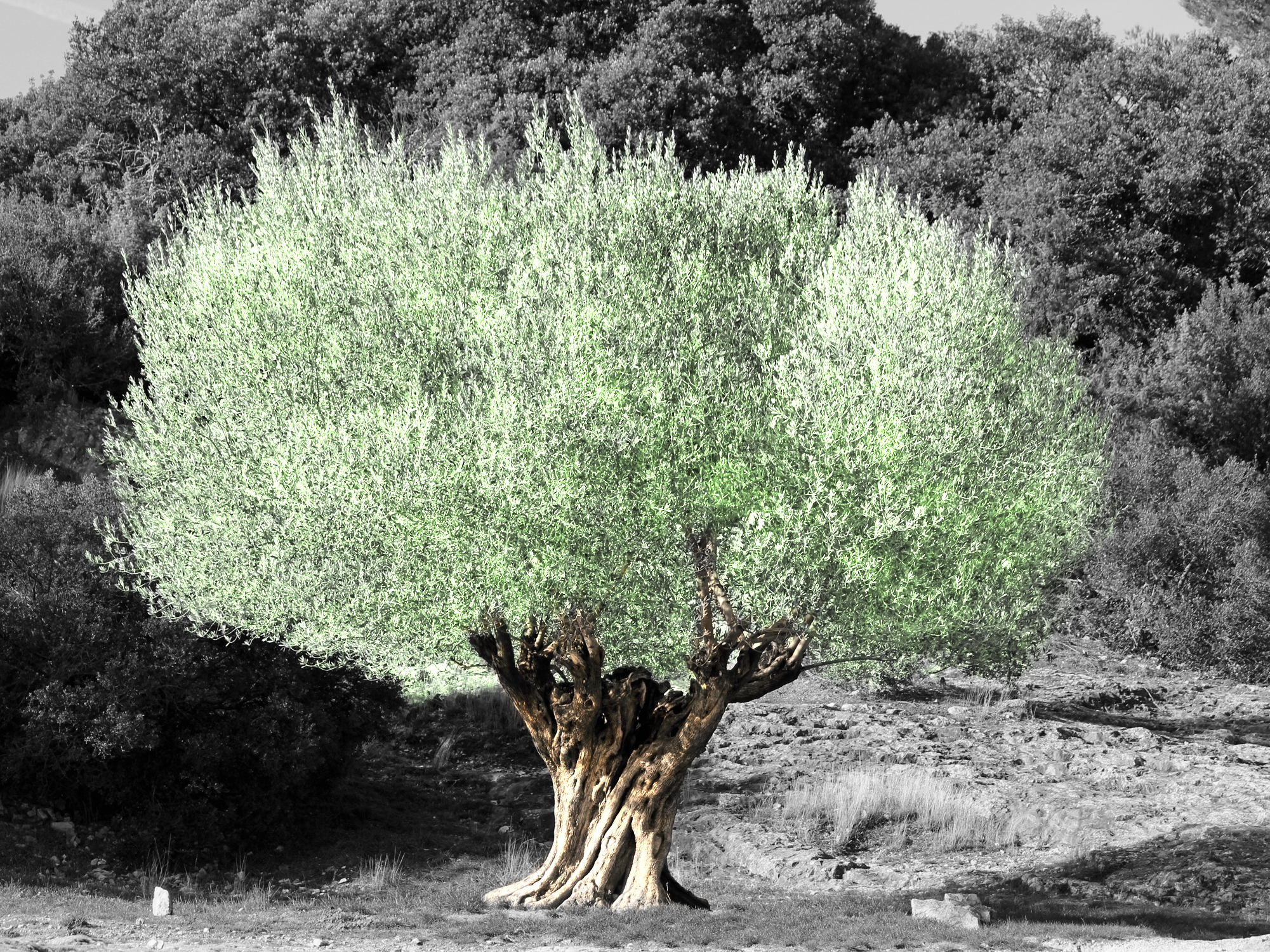 Permalien vers:Polyter Arboriculture | Des oliviers qui poussent 3 fois plus vite