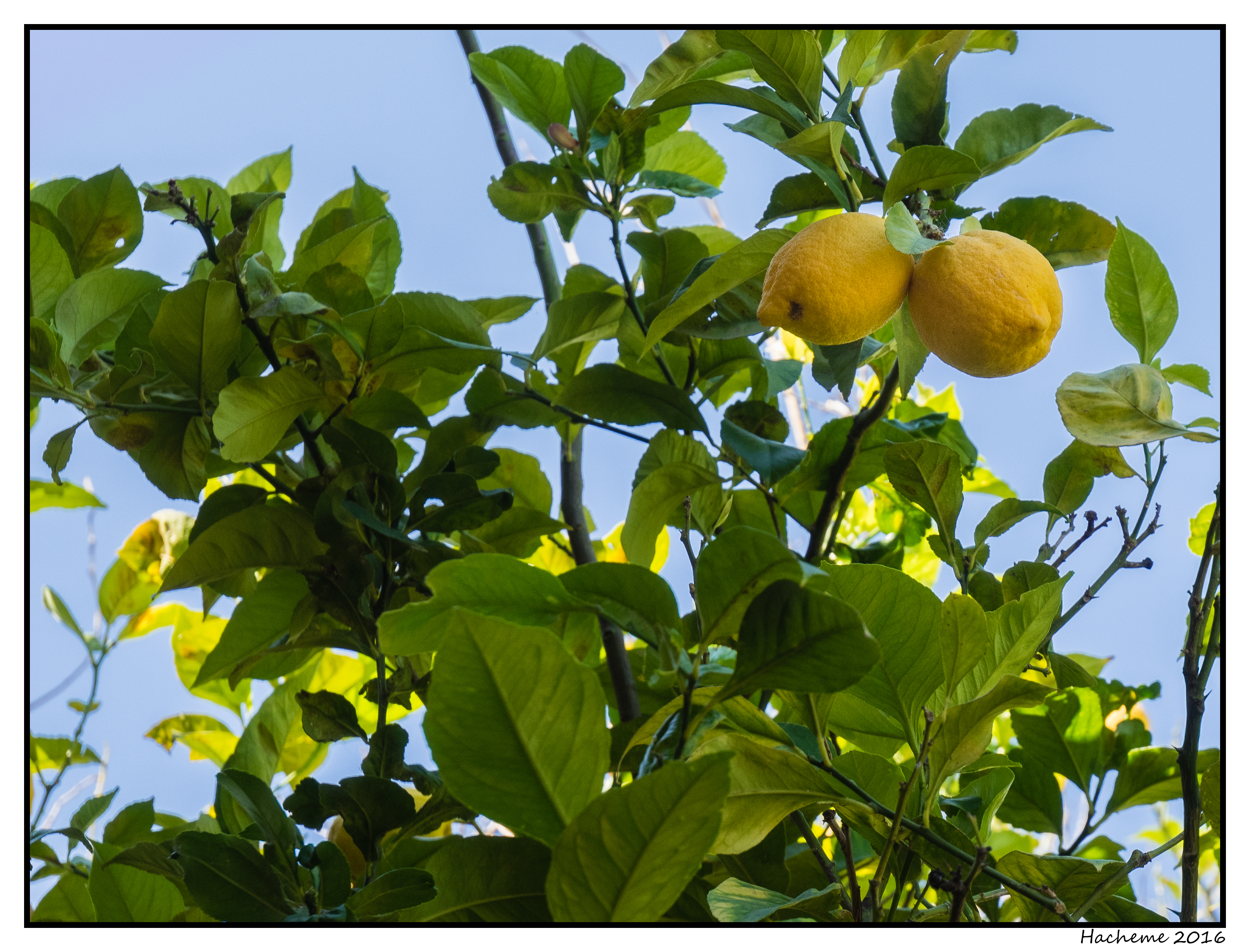 Permalien vers:Polyter Arboriculture | Des citronniers de 2 ans qui donnent autant de fruits que des citronniers de 4 ans