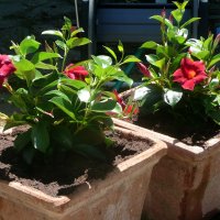 Polyter-soluter-horticulture-dipladenia