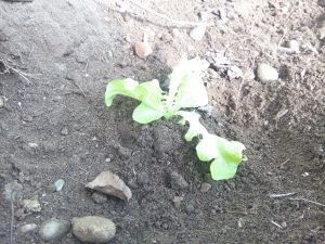 Soluter-Polyter-Salades-Feuilles-de-chêne-plantation